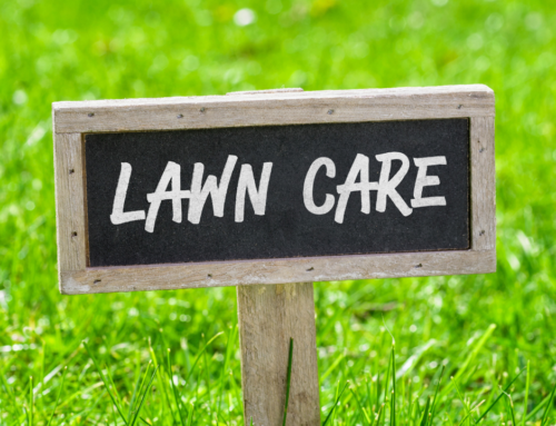 Why Should I Core Aerate My Lawn?