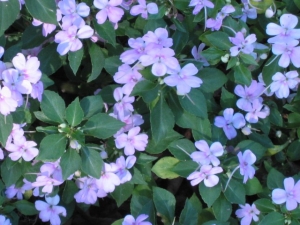 Fertigation for Impatiens Flowers