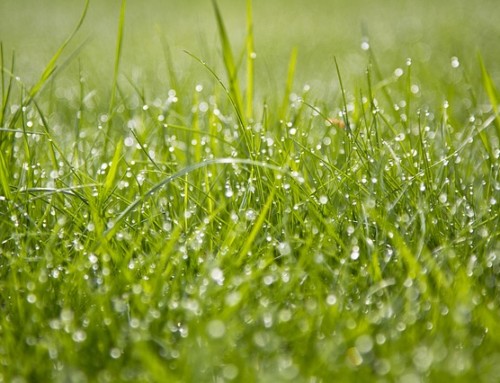 Do I Need To Water My Lawn in April and May?