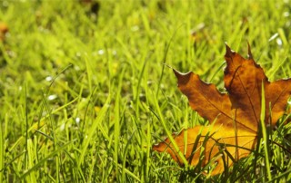 lawncare