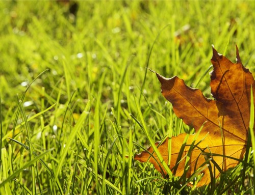 Fall Lawn Care Tips From Rain Rich Sprinklers