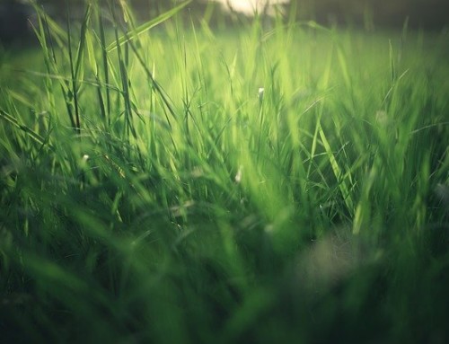 Have You Looked at Your Sprinkler System This Summer?