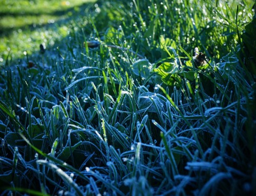 Has Your Sprinkler System Been Winterized?