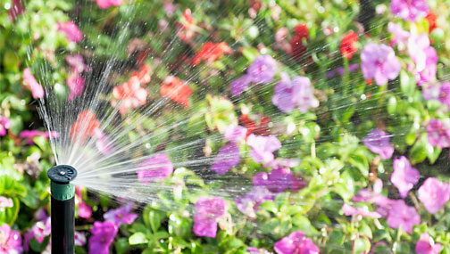 sprinkler-flowers-sized