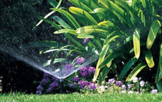 lawn